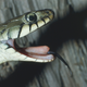 Image for article titled Rapper gets too close to snake, snake-based consequences ensue